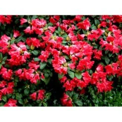 'Scarlet Wonder' Rhododendron Repens 'Scarlet Wonder' Potte 4,0 Liter,- 25-30 Cm. -Plantetorvet Butik mi7658 rhododendron 8185