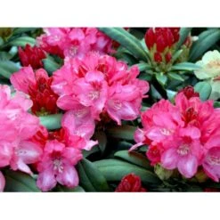 'Sneezy' Rhododendron X Yakushimanum 'Sneezy' Potte 5,0 Liter,- 30-40 Cm.