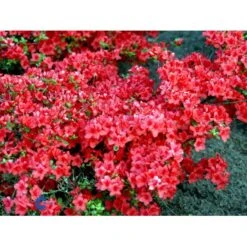 'Stewartsonian' Rhododendron 'Stewartsonian' Potte 10 Liter 40-50 Cm. 4 'Stewartsonian' Rhododendron 'Stewartsonian' Potte 10 Liter 40-50 Cm. -Plantetorvet Butik mi7759 rhododendron japanese azalea 1e2e