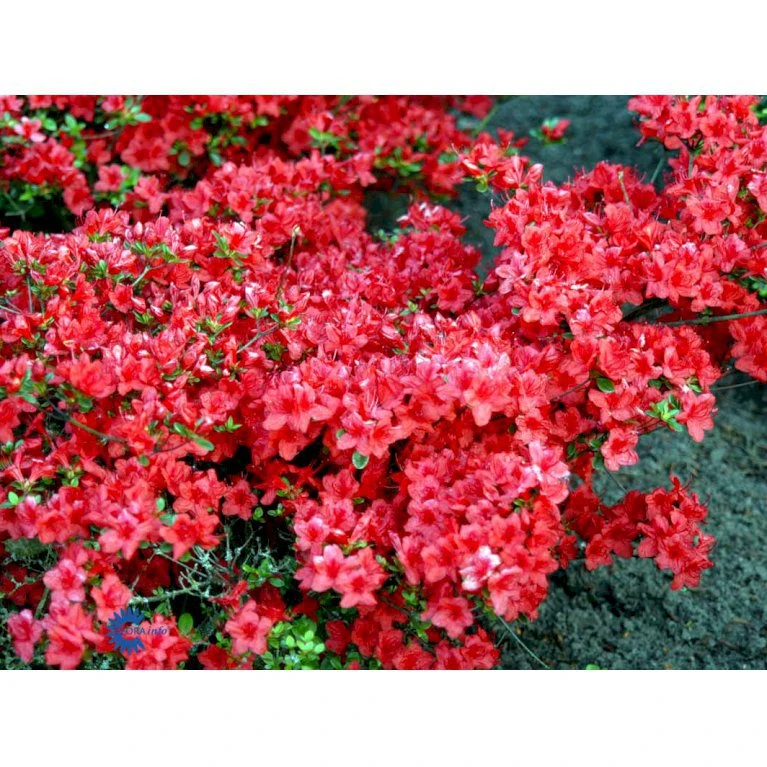 'Stewartsonian' Rhododendron 'Stewartsonian' Potte 10 liter 40-50 cm. 'Stewartsonian' Rhododendron 'Stewartsonian' Potte 10 Liter 40-50 Cm. -Plantetorvet Butik mi7759 rhododendron japanese azalea 1e2e