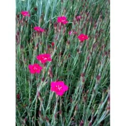 Bakkenellike Dianthus Deltoides 'Erectus' 10 Cm. Potte -Plantetorvet Butik mi785 dianthus deltoides erectus 8413