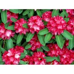 'Wilgen's Ruby' Rhododendron Hybrid 'Wilgen's Ruby' Potte 5,0 Liter,- 30-40 Cm. -Plantetorvet Butik mi7897 rhododendron arboreum hybrid 3b10