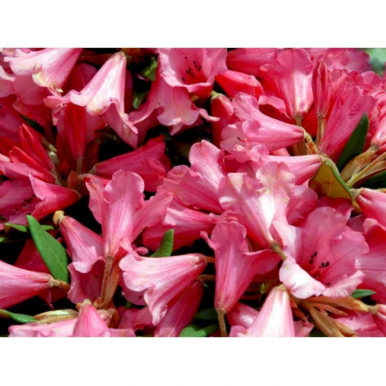 'Winsome' Rhododendron Hybrid 'Winsome' Potte 20 liter,- 50-60 cm. 'Winsome' Rhododendron Hybrid 'Winsome' Potte 20 Liter,- 50-60 Cm. -Plantetorvet Butik mi7906 rhododendron griersonianum 2ef4