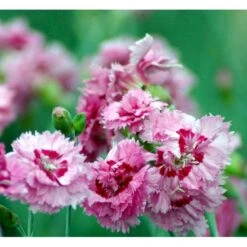 Fjernellike 'Maggie' Dianthus Plumarius 'Maggie' 10 Cm. Potte -Plantetorvet Butik mi794 dianthus plumarius maggie 51f5
