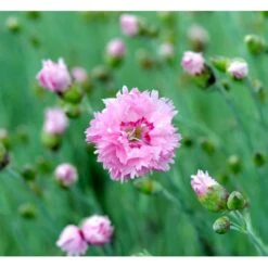Fjernellike 'Maggie' Dianthus Plumarius 'Maggie' 10 Cm. Potte -Plantetorvet Butik mi794 dianthus plumarius maggie cea0