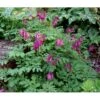 Småhjerte Dicentra Eximia 1 Liter Potte -Plantetorvet Butik mi796 dicentra eximia 300d