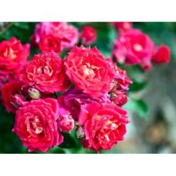 'Chili Clementine' Rosa X 'Chili Clementine' 3,0 Liter Potte 4 'Chili Clementine' Rosa X 'Chili Clementine' 3,0 Liter Potte -Plantetorvet Butik mi8196 rosa chili clementine 26a6