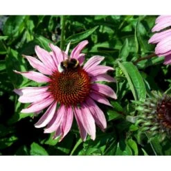 Purpursolhat Echinacea Purpurea 'Magnus' 1 Liter Potte -Plantetorvet Butik mi840 echinacea purpurea magnus 60a1