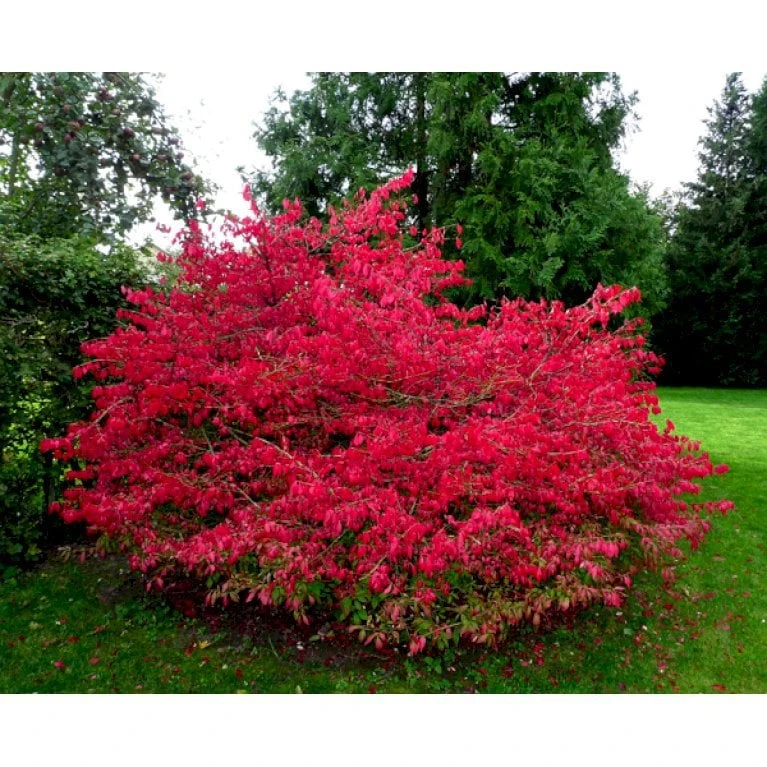 Vinget Benved Euonymus Alatus Med klump,- 80-100 cm. Vinget Benved Euonymus Alatus Med Klump,- 80-100 Cm. -Plantetorvet Butik mi896 euonymus alatus 76fe