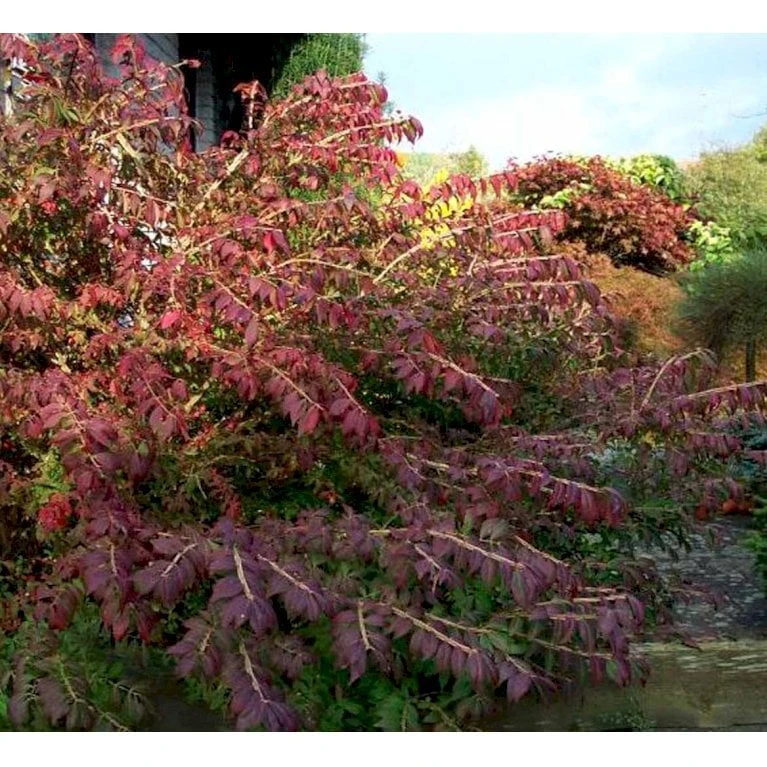 Vinget Benved 'Compactus' Euonymus Alatus 'Compactus' Med klump,- 80-100 cm. Vinget Benved 'Compactus' Euonymus Alatus 'Compactus' Med Klump,- 80-100 Cm. -Plantetorvet Butik mi898 euonymus alatus compactus 9fc9