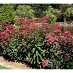 Hjortetrøst 'Atropurpureum' Eupatorium Maculatum 'Atropurpureum' 1 Liter Potte 7 Hjortetrøst 'Atropurpureum' Eupatorium Maculatum 'Atropurpureum' 1 Liter Potte -Plantetorvet Butik mi913 eupatorium maculatum atropurpureum 7aff
