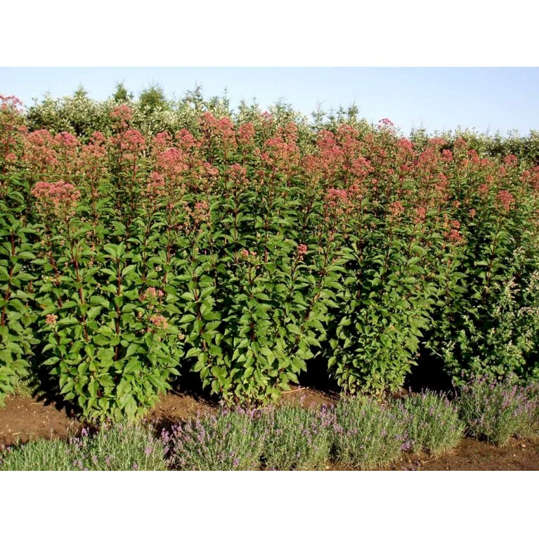 Hjortetrøst 'Atropurpureum' Eupatorium Maculatum 'Atropurpureum' 1 liter potte Hjortetrøst 'Atropurpureum' Eupatorium Maculatum 'Atropurpureum' 1 Liter Potte -Plantetorvet Butik mi913 eupatorium maculatum atropurpureum bd13