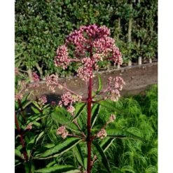 Hjortetrøst 'Atropurpureum' Eupatorium Maculatum 'Atropurpureum' 1 Liter Potte 5 Hjortetrøst 'Atropurpureum' Eupatorium Maculatum 'Atropurpureum' 1 Liter Potte -Plantetorvet Butik mi913 eupatorium maculatum atropurpureum e651