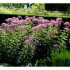 Hjortetrøst 'Atropurpureum' Eupatorium Maculatum 'Atropurpureum' 1 Liter Potte -Plantetorvet Butik mi913 eupatorium maculatum atropurpureum f74d