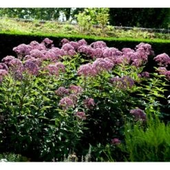 Hjortetrøst 'Atropurpureum' Eupatorium Maculatum 'Atropurpureum' 1 Liter Potte