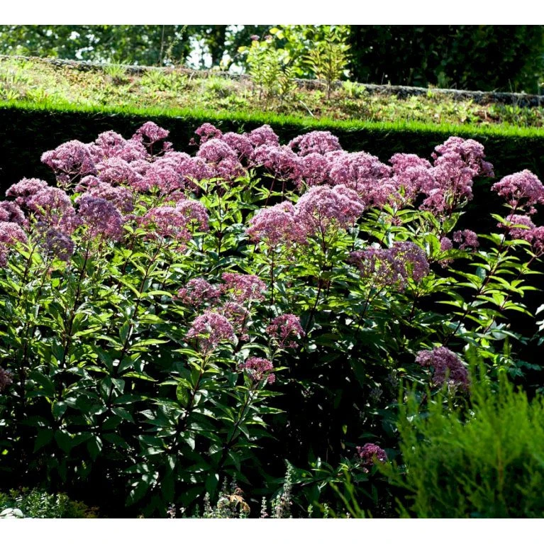 Hjortetrøst 'Atropurpureum' Eupatorium Maculatum 'Atropurpureum' 1 liter potte Hjortetrøst 'Atropurpureum' Eupatorium Maculatum 'Atropurpureum' 1 Liter Potte -Plantetorvet Butik mi913 eupatorium maculatum atropurpureum f74d