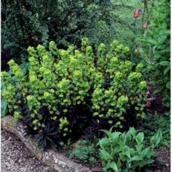 Vortemælk Euphorbia Amygdaloides 'Purpurea' 1 Liter Potte -Plantetorvet Butik mi916 euphorbia amygdaloides purpurea 4718