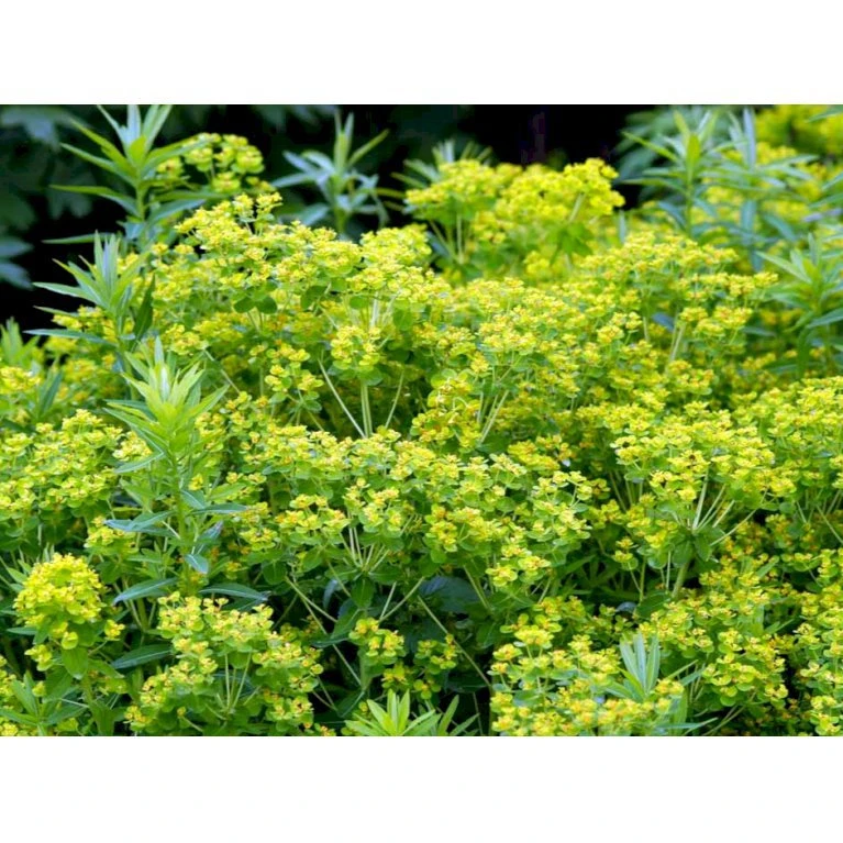 Kær-Vortemælk Euphorbia Palustris 1 liter potte Kær-Vortemælk Euphorbia Palustris 1 Liter Potte -Plantetorvet Butik mi918 euphorbia palustris 2b3a