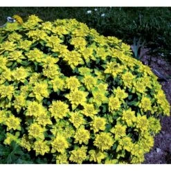 Forårs-Vortemælk Euphorbia Polychroma 1 Liter Potte -Plantetorvet Butik mi919 euphorbia polychroma 8d14