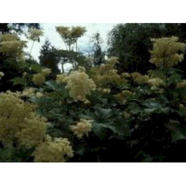 Japansk Mjødurt 'Elegans' Filipendula Purpurea 'Elegans' 1 liter potte Japansk Mjødurt 'Elegans' Filipendula Purpurea 'Elegans' 1 Liter Potte -Plantetorvet Butik mi966 filipendula purpurea elegans a3c3