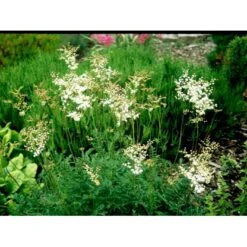 Knoldet Mjødurt 'Plena' Filipendula Vulgaris 'Plena' 1 Liter Potte -Plantetorvet Butik mi969 filipendula vulgaris plena 1f20
