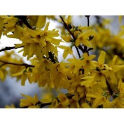 Vårguld 'Lynwood' Forsythia Intermedia 'Lynwood' 5 Liter Potte 6 Vårguld 'Lynwood' Forsythia Intermedia 'Lynwood' 5 Liter Potte -Plantetorvet Butik mi975 forsythia intermedia lynwood cbd0