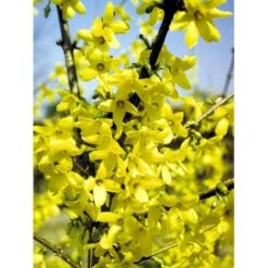 Vårguld 'Lynwood' Forsythia Intermedia 'Lynwood' 5 Liter Potte 8 Vårguld 'Lynwood' Forsythia Intermedia 'Lynwood' 5 Liter Potte -Plantetorvet Butik mi975 forsythia intermedia lynwood d1de