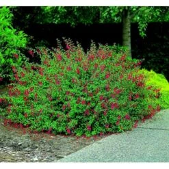 Fuchsia 'Georg' Fuchsia Magellanica 'Georg' 5 Liter Potte