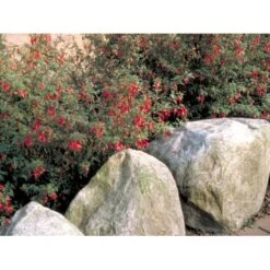 Fuchsia 'Karen' Fuchsia Magellanica 'Karen' 3,5 Liter Potte 6 Fuchsia 'Karen' Fuchsia Magellanica 'Karen' 3,5 Liter Potte -Plantetorvet Butik mi998 fuchsia magellanica karen 380c