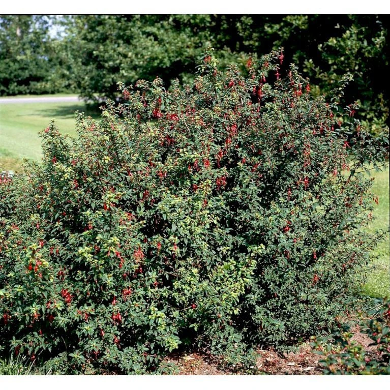 Fuchsia 'Karen' Fuchsia Magellanica 'Karen' 3,5 liter potte Fuchsia 'Karen' Fuchsia Magellanica 'Karen' 3,5 Liter Potte -Plantetorvet Butik mi998 fuchsia magellanica karen b2fc