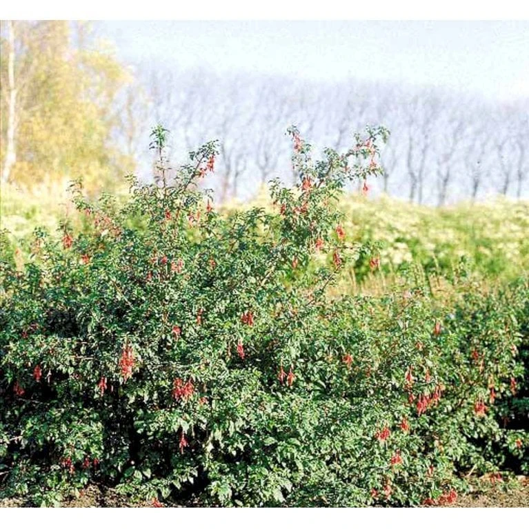 Fuchsia 'Karen' Fuchsia Magellanica 'Karen' 3,5 liter potte Fuchsia 'Karen' Fuchsia Magellanica 'Karen' 3,5 Liter Potte -Plantetorvet Butik mi998 fuchsia magellanica karen cf57