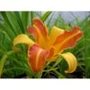 Daglilje 'Frans Hals' Hemerocallis 'Frans Hals' Potte 2 Liter. 1 Daglilje 'Frans Hals' Hemerocallis 'Frans Hals' Potte 2 Liter. -Plantetorvet Butik p1017 828 hemerocallis frans hals 7504