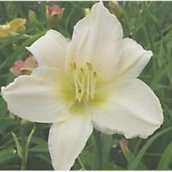 Daglilje 'Serena Madonna' Hemerocallis 'Serena Madonna' Potte 2 Liter.