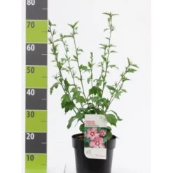 Syrisk Rose 'Woodbridge' Hibiscus Syriacus 'Woodbridge' Potte 4,0 Liter,- 50-60 Cm.