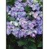 Hortensia 'Blaumeise' Hydrangea Macrophylla 'Blaumeise' 2,5 Liter