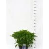 Hortensia 'Bodensee' Hydrangea Macrophylla 'Bodensee' Potte 10 Liter,- 40-50 Cm. -Plantetorvet Butik p1096 42118 hydrangea macrophylla bodensee c9ae