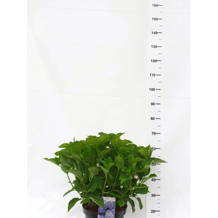 Hortensia 'Bodensee' Hydrangea Macrophylla 'Bodensee' Potte 10 liter,- 40-50 cm. Hortensia 'Bodensee' Hydrangea Macrophylla 'Bodensee' Potte 10 Liter,- 40-50 Cm. -Plantetorvet Butik p1096 42118 hydrangea macrophylla bodensee c9ae