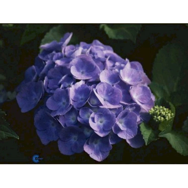 Hortensia 'Bodensee' Hydrangea Macrophylla 'Bodensee' Potte 10 liter,- 40-50 cm. Hortensia 'Bodensee' Hydrangea Macrophylla 'Bodensee' Potte 10 Liter,- 40-50 Cm. -Plantetorvet Butik p1096 884 hydrangea macrophylla bodensee 1ffa