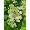 Syrén-Hortensia 'Kyushu' Hydrangea Paniculata 'Kyushu' Potte 2,0 Liter,- 30-40 Cm.