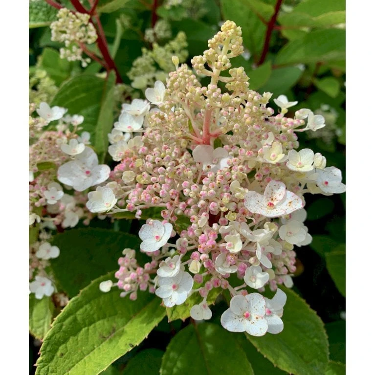 Syrén-Hortensia 'Kyushu' Hydrangea Paniculata 'Kyushu' Potte 2,0 liter,- 30-40 cm. Syrén-Hortensia 'Kyushu' Hydrangea Paniculata 'Kyushu' Potte 2,0 Liter,- 30-40 Cm. -Plantetorvet Butik p1103 36104 hydrangea paniculata kyushu 4629