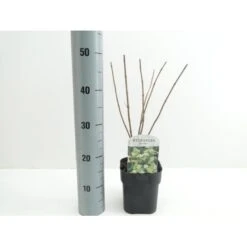 Syrén-Hortensia 'Kyushu' Hydrangea Paniculata 'Kyushu' Potte 2,0 Liter,- 30-40 Cm. 6 Syrén-Hortensia 'Kyushu' Hydrangea Paniculata 'Kyushu' Potte 2,0 Liter,- 30-40 Cm. -Plantetorvet Butik p1103 38446 image 1c97