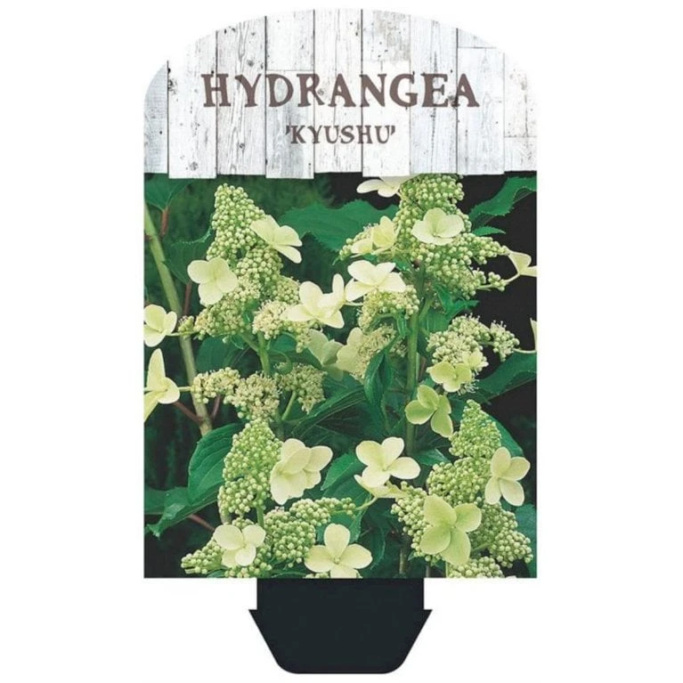 Syrén-Hortensia 'Kyushu' Hydrangea Paniculata 'Kyushu' Potte 2,0 liter,- 30-40 cm. Syrén-Hortensia 'Kyushu' Hydrangea Paniculata 'Kyushu' Potte 2,0 Liter,- 30-40 Cm. -Plantetorvet Butik p1103 38447 image 196b