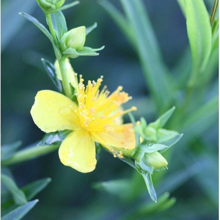 Perikon 'Gemo' Hypericum Erectum 'Gemo' 3,5 liter potte, Nordic Perikon 'Gemo' Hypericum Erectum 'Gemo' 3,5 Liter Potte, Nordic -Plantetorvet Butik p1114 36130 hypericum erectum gemo cf10