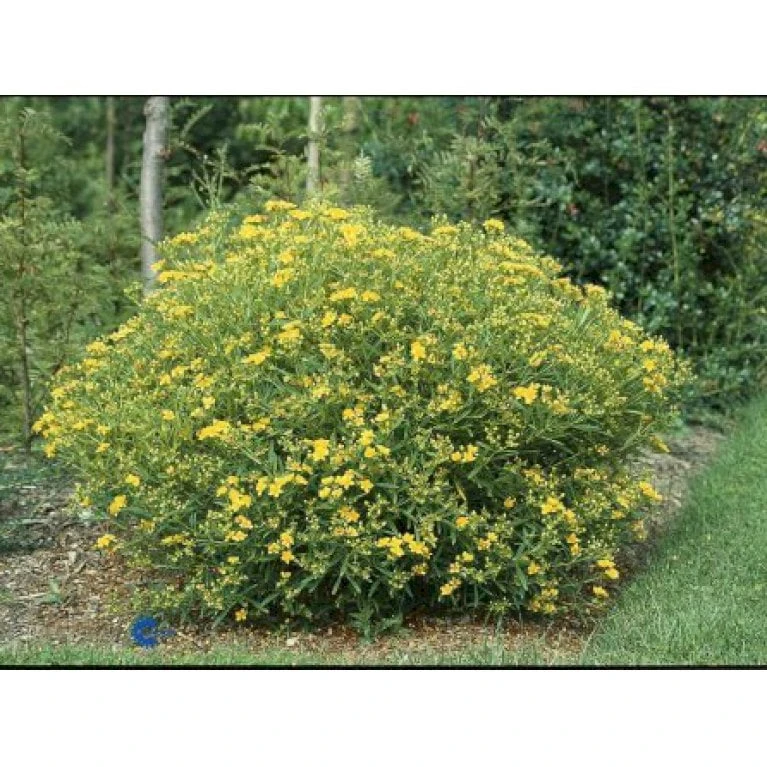 Perikon 'Gemo' Hypericum Erectum 'Gemo' 3,5 liter potte, Nordic Perikon 'Gemo' Hypericum Erectum 'Gemo' 3,5 Liter Potte, Nordic -Plantetorvet Butik p1114 900 hypericum erectum gemo 539b