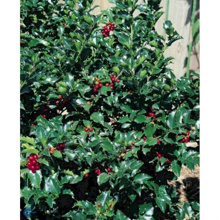 Kristtorn 'Blue Maid' Ilex Meserveae 'Blue Maid' Opstammet 50 cm. 7,5 liter potte Kristtorn 'Blue Maid' Ilex Meserveae 'Blue Maid' Opstammet 50 Cm. 7,5 Liter Potte -Plantetorvet Butik p1134 917 ilex meserveae blue maid d751