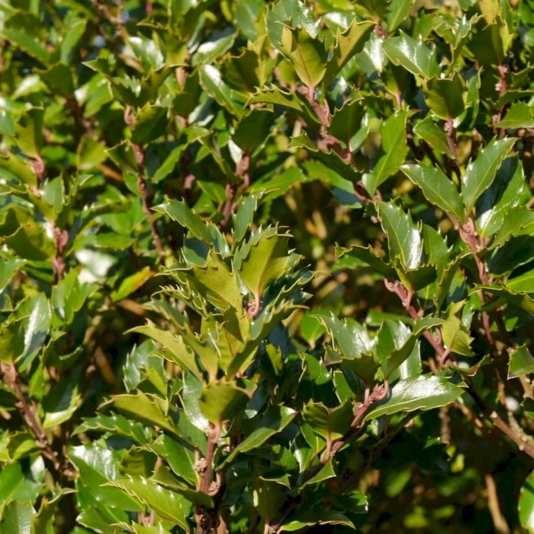 Kristtorn 'Blue Prince' Ilex Meserveae 'Blue Prince' Med klump,- 125-150 cm. Kristtorn 'Blue Prince' Ilex Meserveae 'Blue Prince' Med Klump,- 125-150 Cm. -Plantetorvet Butik p1135 52783 ilex meserveae blue prince aed8