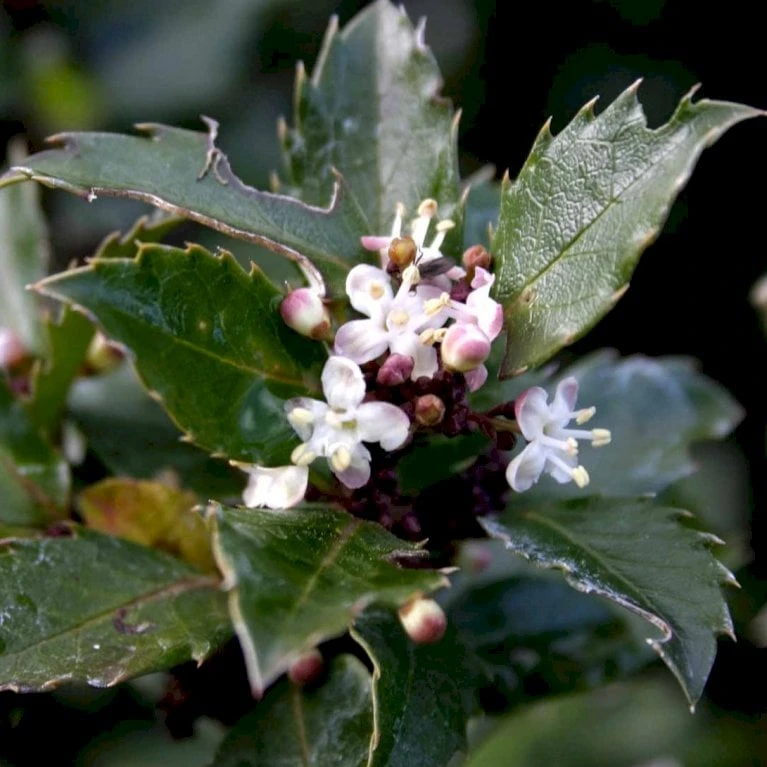 Kristtorn 'Blue Prince' Ilex Meserveae 'Blue Prince' Med klump,- 125-150 cm. Kristtorn 'Blue Prince' Ilex Meserveae 'Blue Prince' Med Klump,- 125-150 Cm. -Plantetorvet Butik p1135 52784 ilex meserveae blue prince e9cd