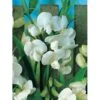 Flerårig Ærteblomst Lathyrus Latifolius 'Weisse Perle' 1 Liter Potte
