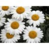 Kæmpemargerit 'Sølvprinsessen' Leucanthemum Superbum 'Sølvprinsessen' 1 Liter Potte -Plantetorvet Butik p1221 985 leucanthemum superbum soelvprinsessen 9ed7
