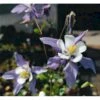 Langsporet Akeleje 'Blue Star' Aquilegia Caerulea 'Blue Star' 1 Liter Potte